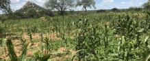 Stickstoffumverteilung steigert Ernährungssicherheit und Nachhaltigkeit