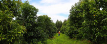 Westfalia Fruit: Building the Orchard of the Future today